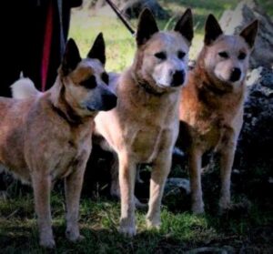 Heelersridge Riverina HIT TD - Aust Ch Heelersridge Hobart HIT TD - Aminya Molly Mudlark TD
